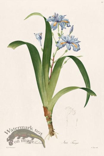 Les Liliacees Redoute 152